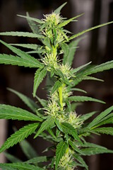Flowering cannabis (marijuana).