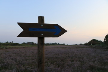 arrow signpost on background of blue sky and  a field of flowers