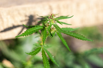 Marijuana grows in the sun. Light narcotic plant. Hemp has grown on the street. Wild weed. Canabis leaves.