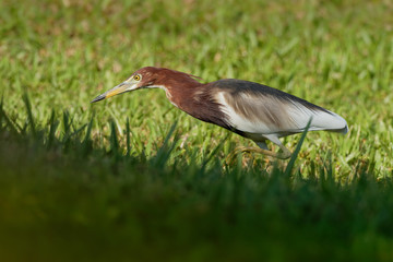 Chinese Pond-Heron - Ardeola bacchus is an East Asian freshwater bird of the heron family, (Ardeidae). Hunting on the grassland