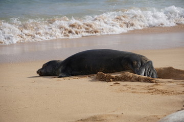 Hawaiian Monk Seals Sleeping on the Beach in Kauai