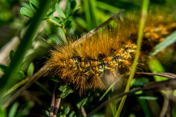 Prickly Orange