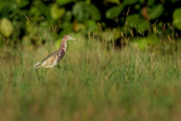 Indian Pond-Heron or paddybird - Ardeola grayii is a small heron. It is of Old World origins, breeding in southern Iran and east to Pakistan, India, Burma, Bangladesh and Sri Lanka