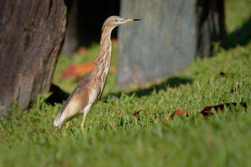 Indian Pond-Heron or paddybird - Ardeola grayii is a small heron. It is of Old World origins, breeding in southern Iran and east to Pakistan, India, Burma, Bangladesh and Sri Lanka