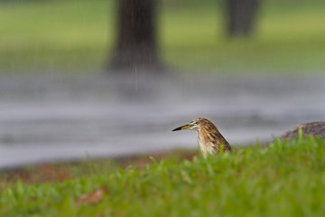 Indian Pond-Heron or paddybird - Ardeola grayii is a small heron. It is of Old World origins, breeding in southern Iran and east to Pakistan, India, Burma, Bangladesh and Sri Lanka