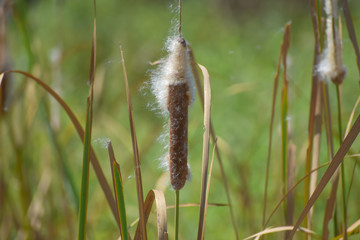 Cattail spikes shedding flowers in the wind.