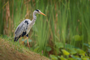 Grey Heron - Ardea cinerea long-legged predatory wading bird of the heron family, Ardeidae during rain weather, native throughout temperate Europe and Asia and also parts of Africa