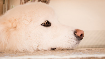 Fototapeta premium Perro adorable