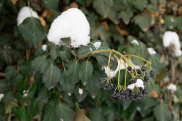 The green leaves of the creeper under a white snow.