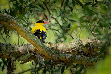 Black-naped oriole - Oriolus chinensis passerine bird in the oriole family that is found in many...