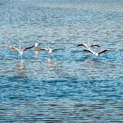 Camargue natural park, a region in the south of France rich in water and grasslands, famous for white horses, grazing bulls and pink flamingos, crossed by the Rhone river.