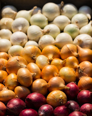 Multicolor onion. Harvest root crops. Red, yellow and white vegetable. Variegated bow - plant background.
