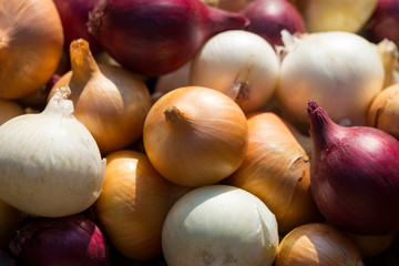 Multicolor onion. Harvest root crops. Red, yellow and white vegetable. Variegated bow - plant background.