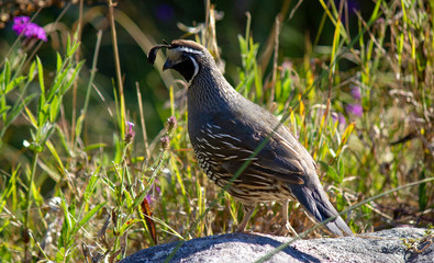 California quail