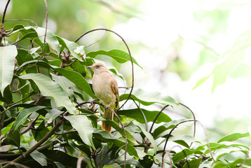 Streak-eared bulbul's stand​ing on branches​ in the forest. Bird's in the nature background.