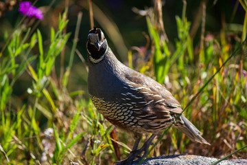 California quail