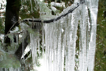 The icicles hang from the branches of evergreen. Tree branch with icicles. Close-up of ice on a tree. 
