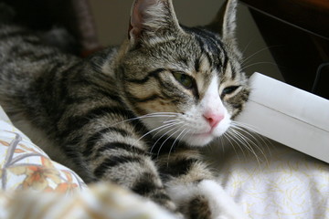 cat sleeping on pillow