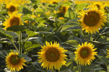 Fototapeta premium Sunflower Flower Blossom. Golden sunflower in the field backlit by the rays of the setting sun.