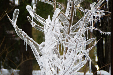 Frozen branch with icicles during the cold winter