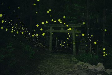鳥居に飛ぶヒメボタル