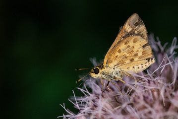 Small Butterfly