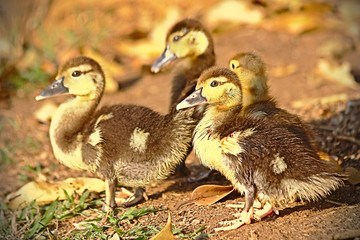 Brazilian Ducklings. This brazilian bird is very common in brazilian savannah.