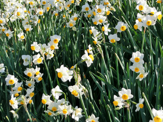 Japanese daffodil flower at Minamikawachi District chihayaakasaka in Osaka