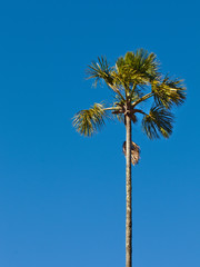 Brazilian Coconut Tree This trees are very common in Brazil.