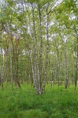Fototapeta premium Birkenwald und Königsfarn in der Wahner Heide