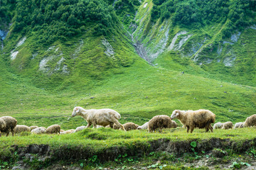 Obraz na płótnie Canvas Sheep grazing at Truso Valley and Gorge landscape with Zakagori Fortress on trekking / hiking route, in Kazbegi, Georgia. 