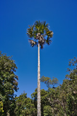 Brazilian Coconut Tree This trees are very common in Brazil.