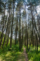 Obraz premium forest hiking road in europe with green and dense trees on sunny day