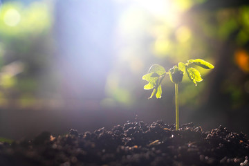 Growing plant,Young plant in the morning light on ground background, New life concept.Small plants on the ground in spring.fresh,seed,Photo fresh and Agriculture  concept idea.