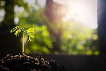 Growing plant,Young plant in the morning light on ground background, New life concept.Small plants on the ground in spring.fresh,seed,Photo fresh and Agriculture  concept idea.