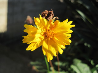 bee on yellow flower
