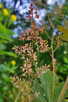 รูปภาพMacleaya – เลือกดูภาพถ่ายสต็อก เวกเตอร์ และวิดีโอ80 | Adobe Stock