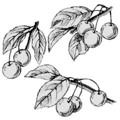 branches with cherries and leaves in a sketch style