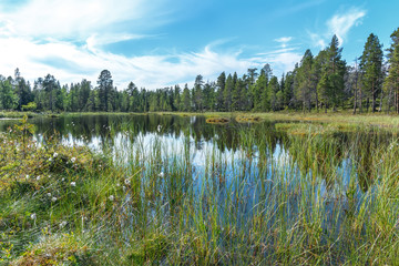 Forest lake and green meadow near the water