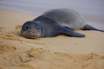 Hawaiian Monk Seals Sleeping on the Beach in Kauai