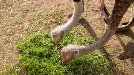 Obraz premium Feeding ostrich in zoo. Bird head with ling neck collect green grass from the soil. Horizontal banner wuth copy space for text and design. Animal menu, captive wild creatures, Eating,