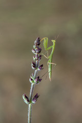 mantis