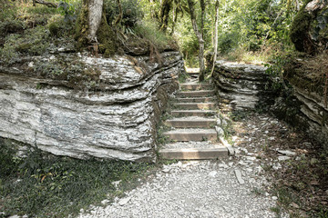 Obraz premium Stone steps in deciduous box tree and yew forest