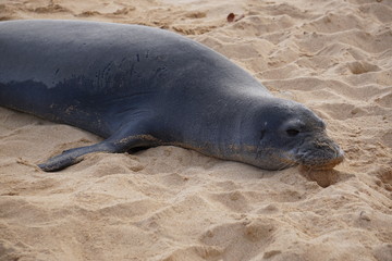 Hawaiian Monk Seals Sleeping on the Beach in Kauai