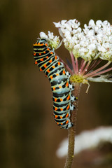 Caterpillar of a european swallowtail or machaon
