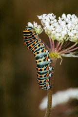 Caterpillar of a european swallowtail or machaon