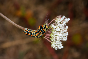 Close up view of european swallowtail caterpillar