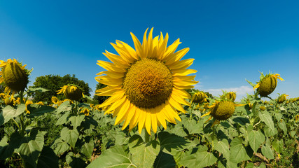 Big sunflower in the field on blue sky background at sunny day