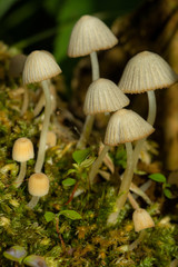 White mushrooms growing on moss
