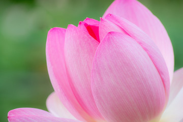 Obraz na płótnie Canvas Pink petal of a lotus flower